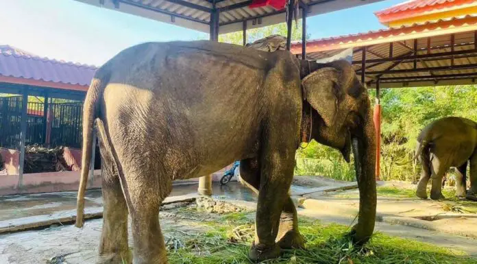 Elephant rescued after over 80 years in shackles