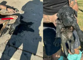 Police officer braves filthy sewer to rescue trapped dog