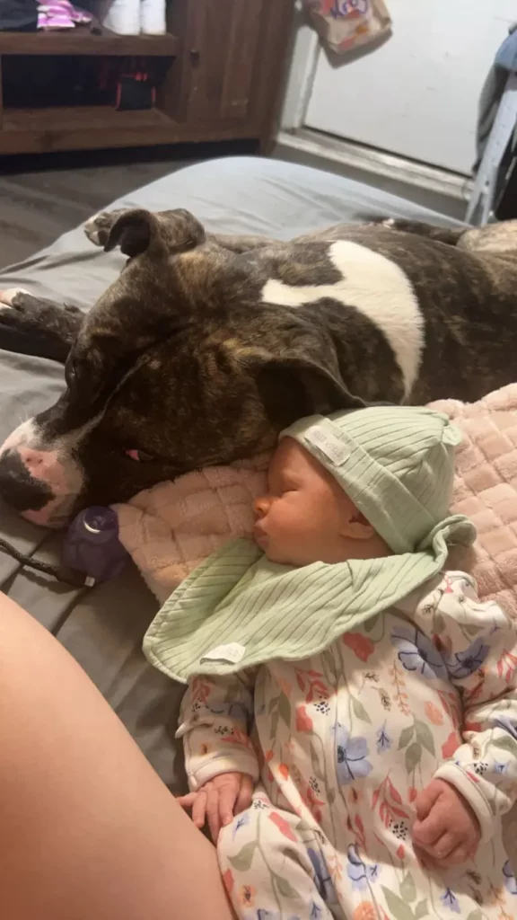 Baby Elizah Renee Lynn Turner, 7-month-old, suffered a horrific death after being mauled by the family pit bull.