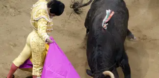 Chilling final words of matador gored to death by a bull