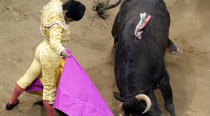 Chilling final words of matador gored to death by a bull
