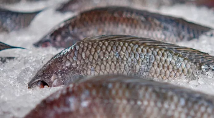 14 fish you should avoid putting on your plate