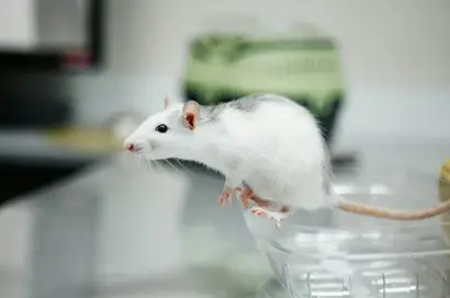 Study identifies possible connection to autism development, a molecule produced by the immune system called interleukin-17a, or IL-17a.