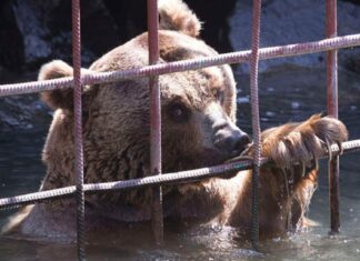 After 10 years in a tiny cage, bears take their first steps toward freedom