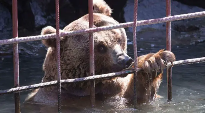 After 10 years in a tiny cage, bears take their first steps toward freedom
