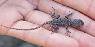 When a lizard visits your house that’s a sign