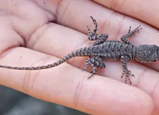 When a lizard visits your house that’s a sign