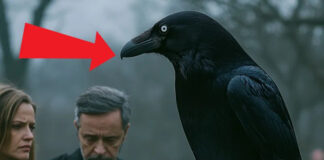 During the funeral, a crow lands on the little girl’s coffin