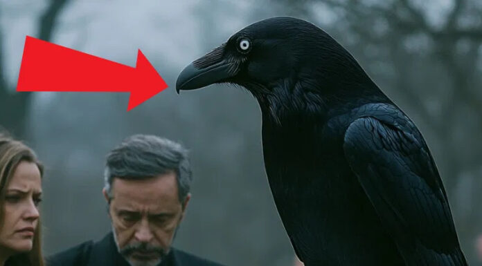 During the funeral, a crow lands on the little girl’s coffin