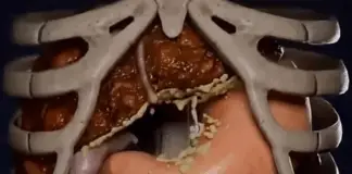 Dangers of 36-hour fasting revealed in shocking simulation