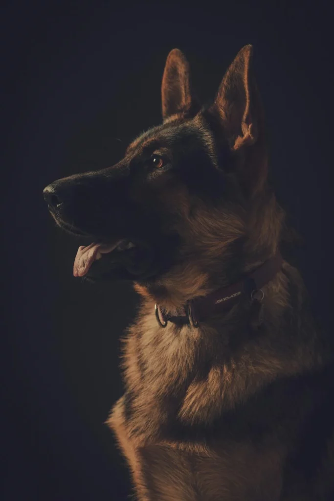Police dog spots package at the airport.