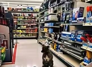 The dog named Hope who changed my life