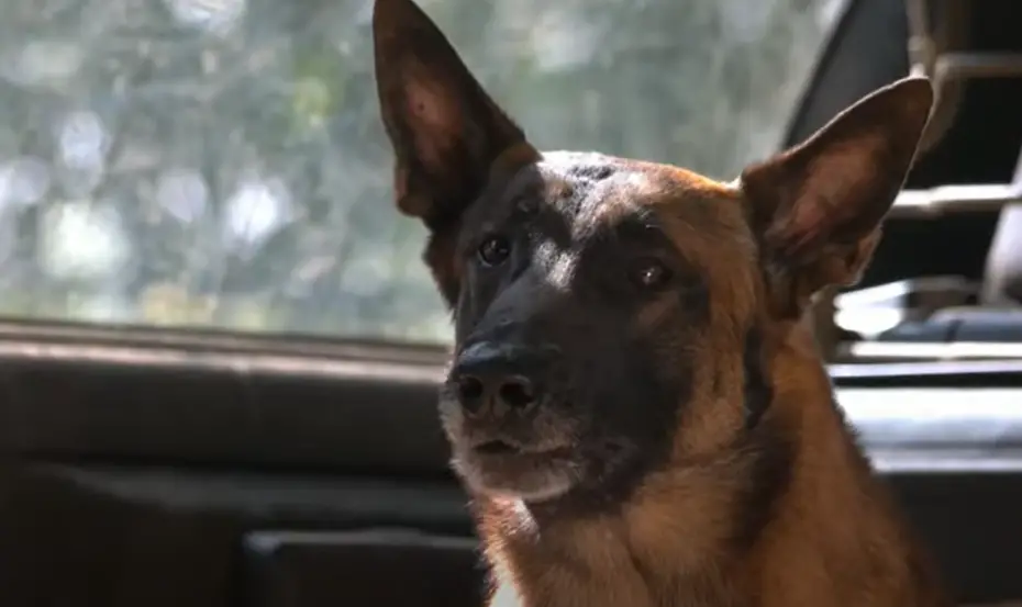 Dog saying goodbye to dying officer suddenly senses something odd and stops the doctor.
