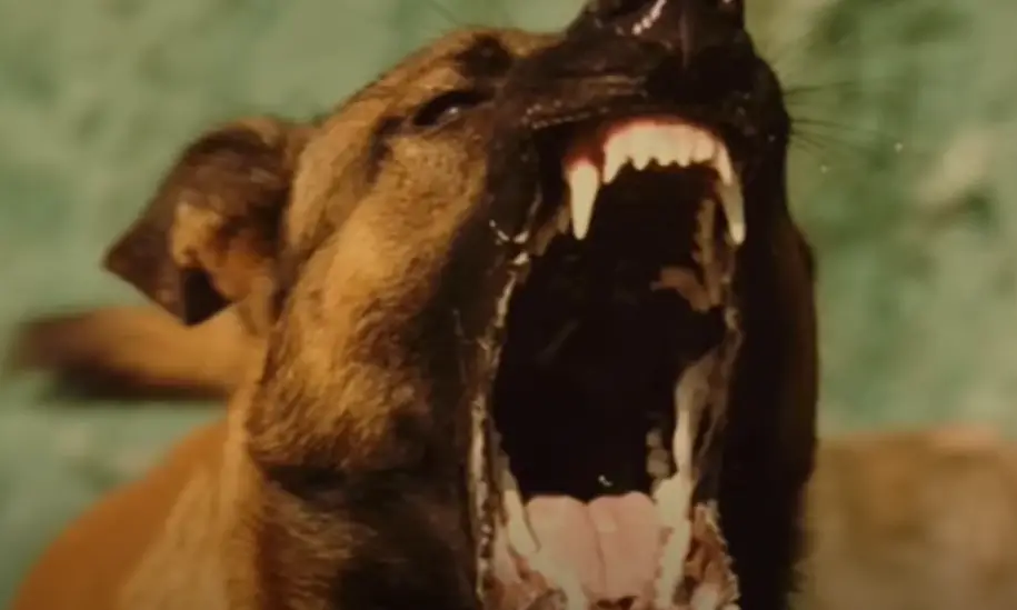 Dog saying goodbye to dying officer suddenly senses something odd and stops the doctor.