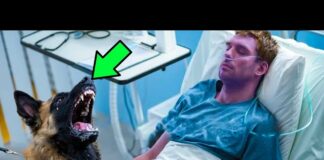 Dog saying goodbye to dying officer suddenly senses something odd and stops the doctor