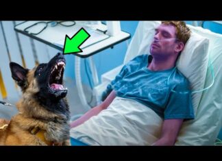 Dog saying goodbye to dying officer suddenly senses something odd and stops the doctor