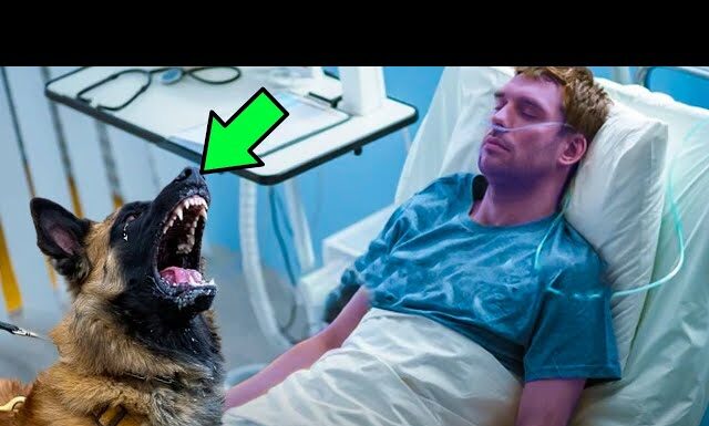 Dog saying goodbye to dying officer suddenly senses something odd and stops the doctor