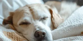 11 heartbreaking signs your dog might be nearing end—and how to comfort them with love