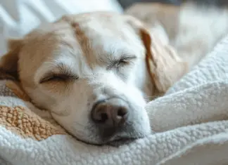 11 heartbreaking signs your dog might be nearing end—and how to comfort them with love