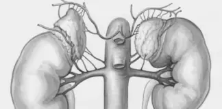 Why kidney failure is striking the young—And how to stop it