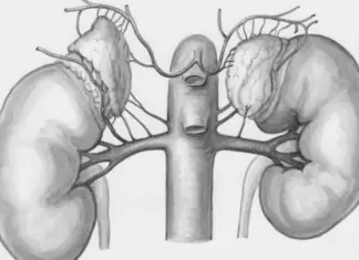 Why kidney failure is striking the young—And how to stop it