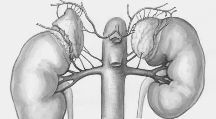 Why kidney failure is striking the young—And how to stop it