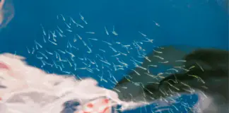 Shocking new study reveals what might be silently destroying human fertility