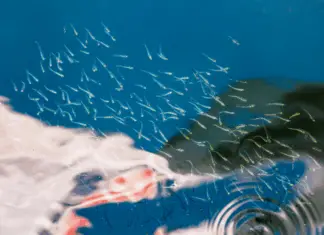 Shocking new study reveals what might be silently destroying human fertility