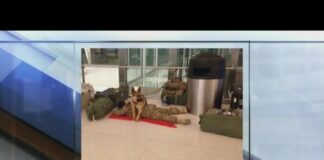 German Shepherd guards soldier lying on airport floor
