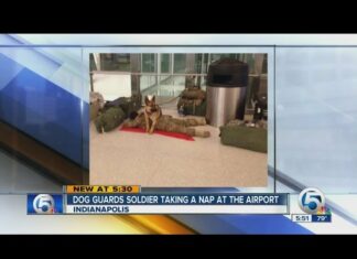 German Shepherd guards soldier lying on airport floor