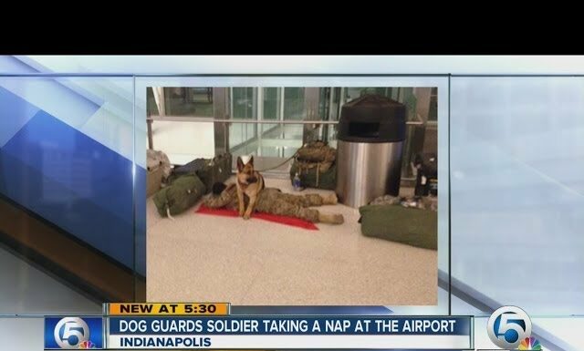 German Shepherd guards soldier lying on airport floor