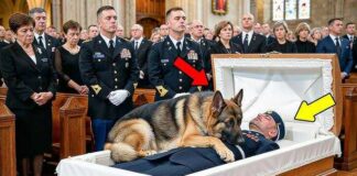 Military dog wouldn’t get off soldier’s casket