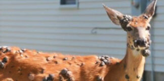 ‘Mutant deer’ with bubble skin sparks outbreak fears in US