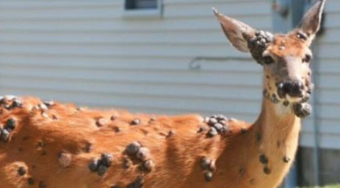 ‘Mutant deer’ with bubble skin sparks outbreak fears in US
