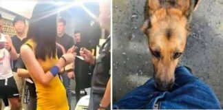 Dog Sniffing Behavior: Natural Instinct or Something More?