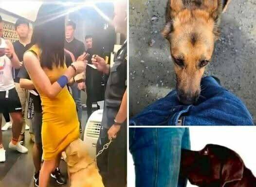 Dog Sniffing Behavior: Natural Instinct or Something More?