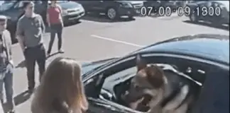 I broke a stranger’s car window to rescue a dog — and then things took a wild turn