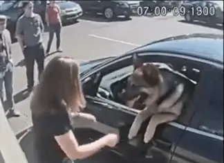 I broke a stranger’s car window to rescue a dog — and then things took a wild turn