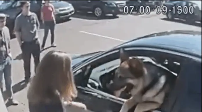 I broke a stranger’s car window to rescue a dog — and then things took a wild turn