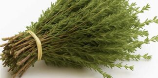 The science behind oregano and its health benefits