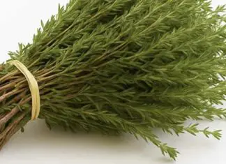 The science behind oregano and its health benefits