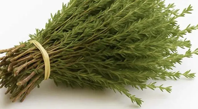 The science behind oregano and its health benefits