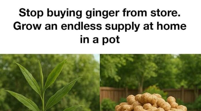 Stop buying ginger from store — Grow an endless supply at home in a pot