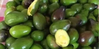 Doctors reveal: Eating avocados can lead to surprising health effects