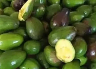 Doctors reveal: Eating avocados can lead to surprising health effects