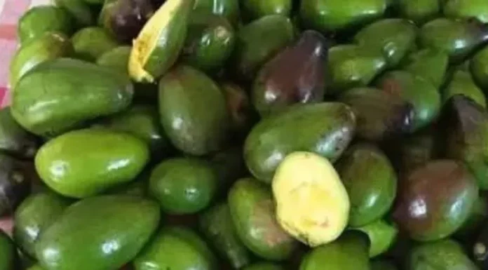 Doctors reveal: Eating avocados can lead to surprising health effects