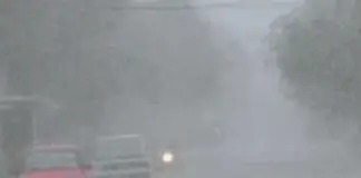 Stray dog refuses to let go of her favorite stuffed toy