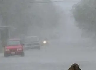 Stray dog refuses to let go of her favorite stuffed toy