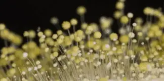 7 powerful anti-cancer foods you should start including in your diet