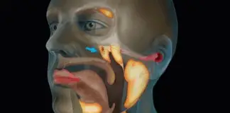 Scientists accidentally discovered a new organ in the human body